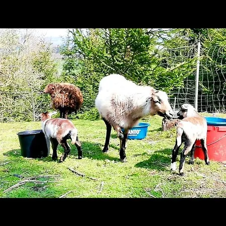Doernberg Erleben Mit Tiere Bei Winterberg Apartment *