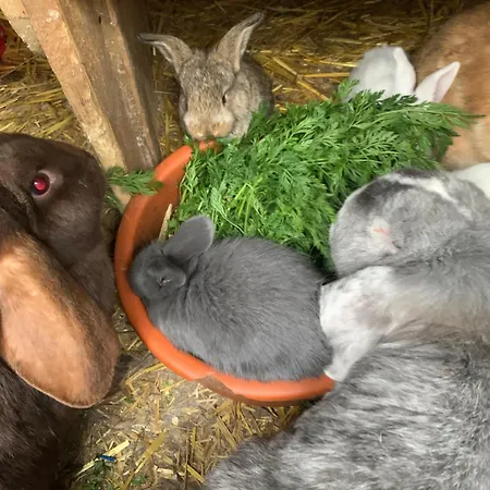 Doernberg Erleben Mit Tiere Bei Winterberg * بيستفيغ
