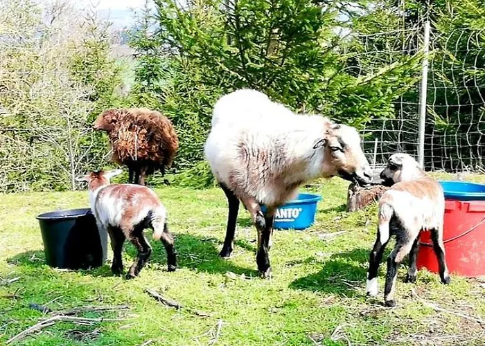 Doernberg Erleben Mit Tiere Bei Winterberg 公寓 *