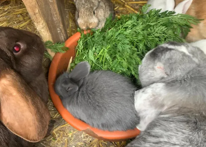 Doernberg Erleben Mit Tiere Bei Winterberg * 贝斯特维格